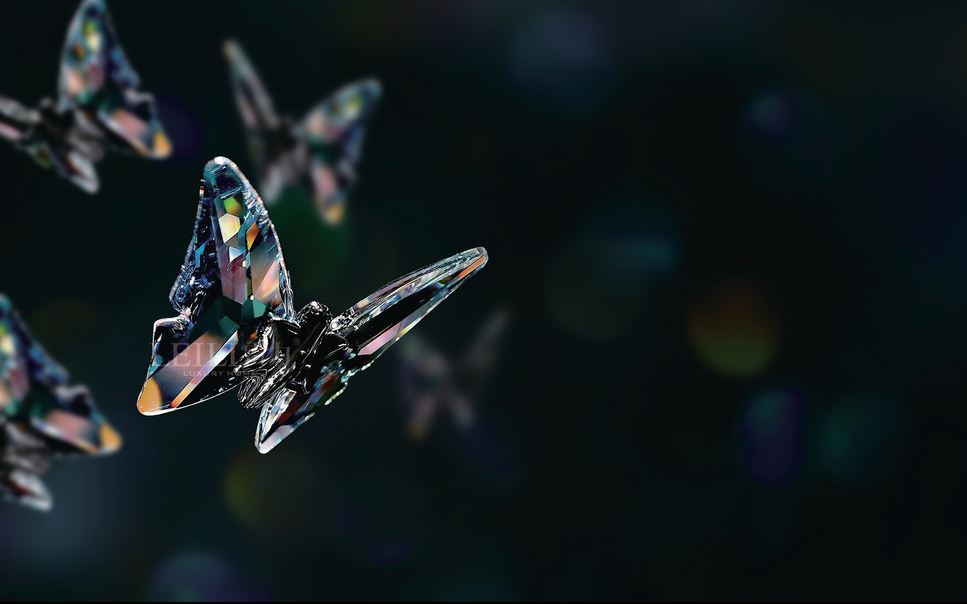 蓝蝶飞舞系列Blue Butterfly